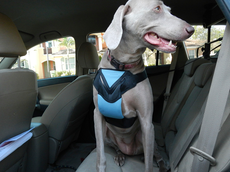 Replace Your Dog’s Collar With A Harness For Safer Travel